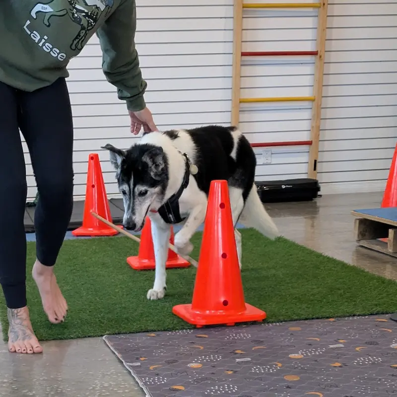 Senior dog performing stepping exercises over cones with a trainer.
