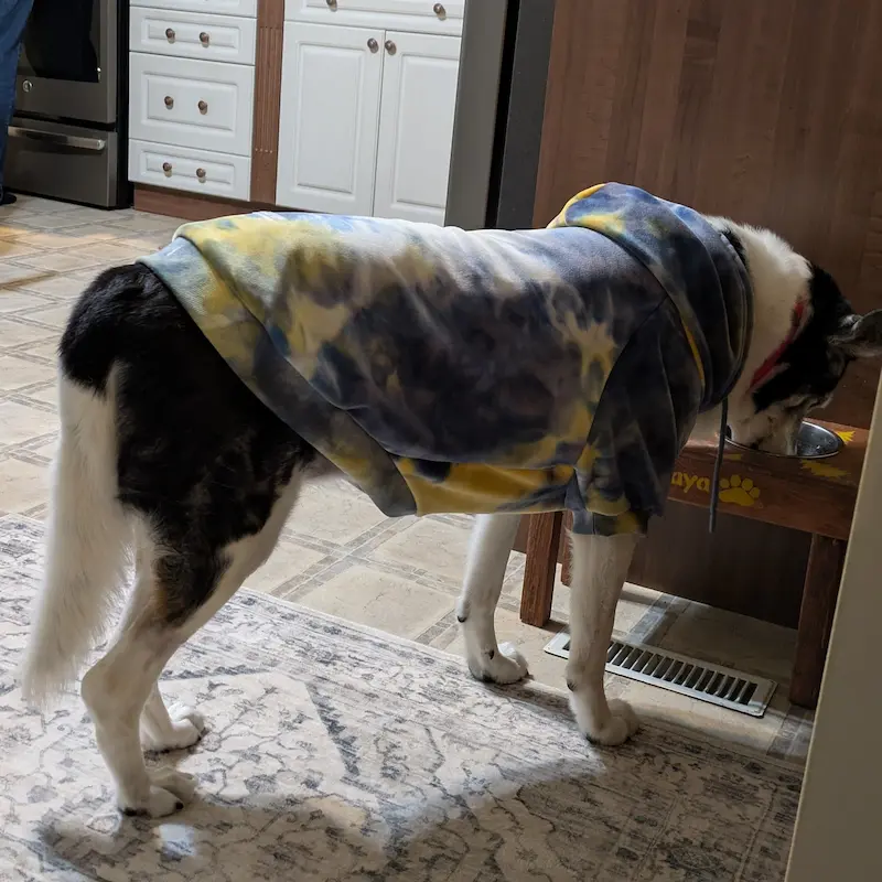 Chien âgé debout à l'intérieur portant un chandail à capuchon Spark Paws tie-dye bleu et jaune.