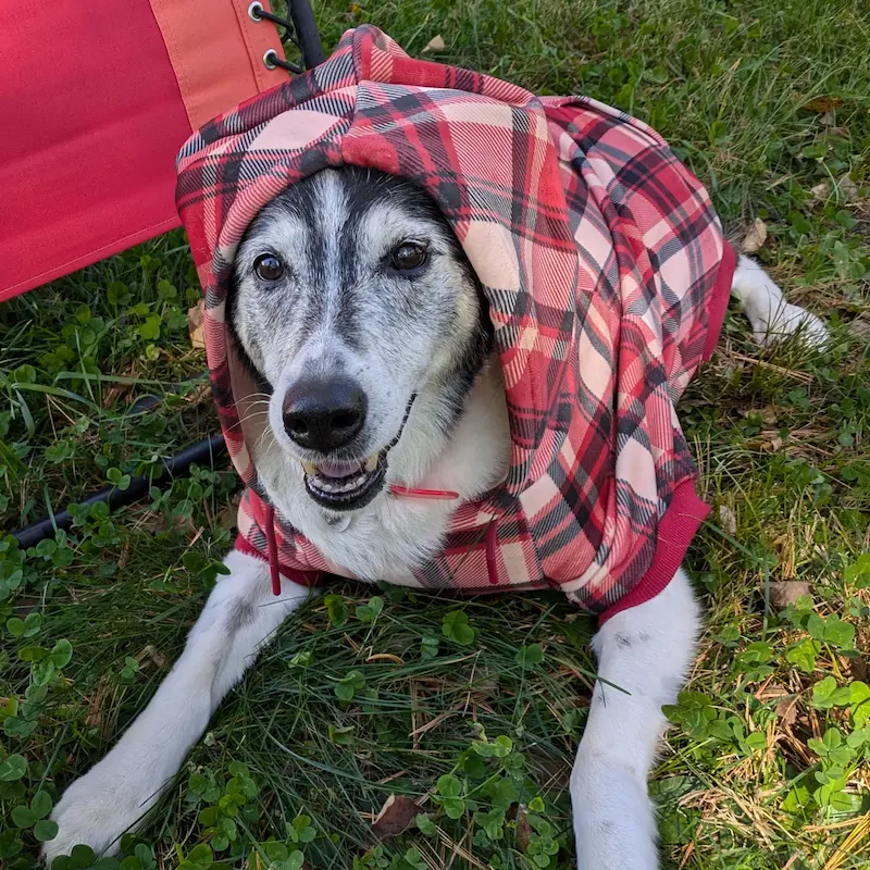 Chien âgé se détendant à l'extérieur portant un chandail à capuchon Spark Paws à carreaux rouges.