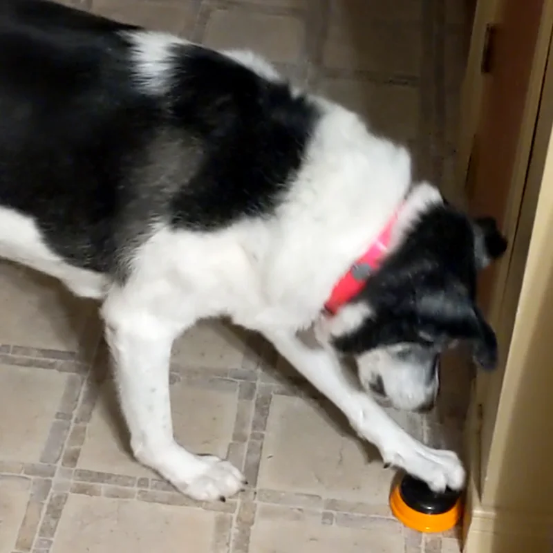 Un chien âgé appuyant sur un bouton de communication orange au sol pour s'exprimer.