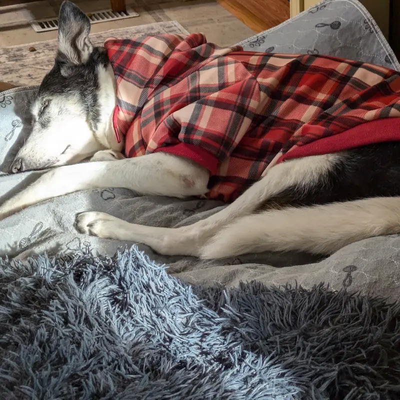Senior dog in pyjamas sleeping deeply on a Mammoth orthopaedic cushion.