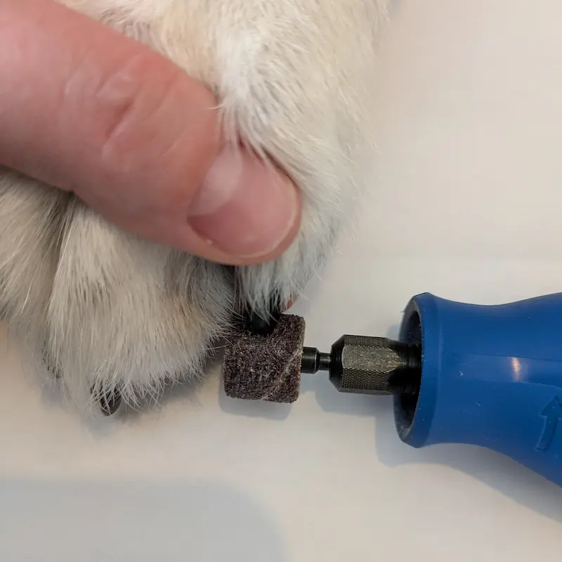 Using a Dremel tool to safely trim a senior dog's nails.
