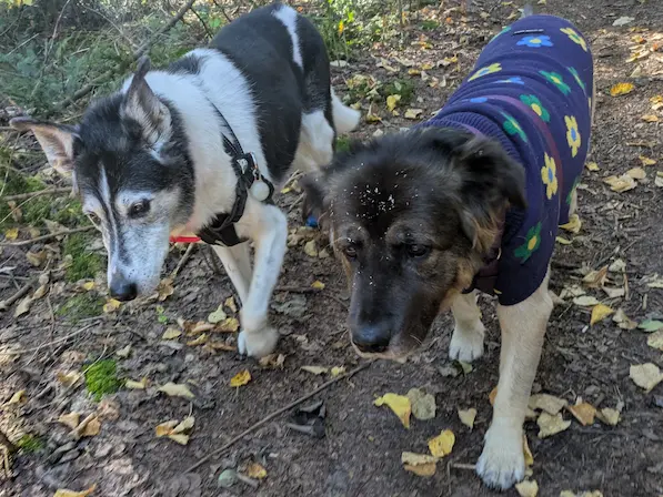 Maya and Baya walking side-by-side through autumn leaves.