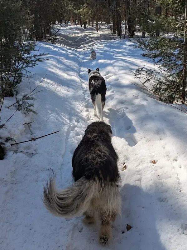 Baya, Maya, and Comet walking in a single file line through a snowy forest trail.