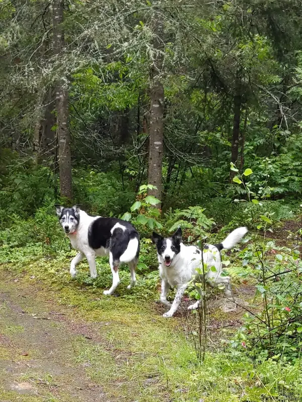 Maya and Lucky standing together on a lush green wooded path.