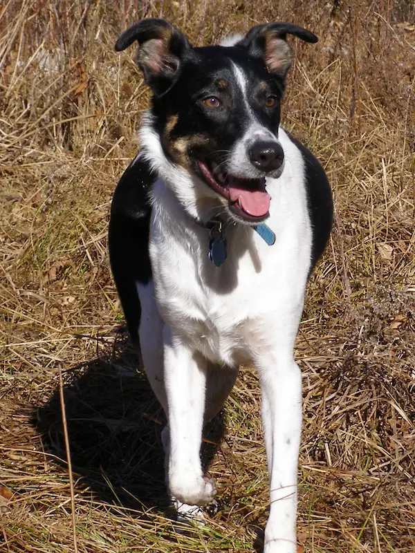 A polaroid photo of a close-up portrait of Maya sitting in tall autumn grass.