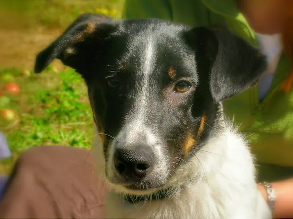 A polaroid photo featuring a curious close-up of Maya's face in the green grass.