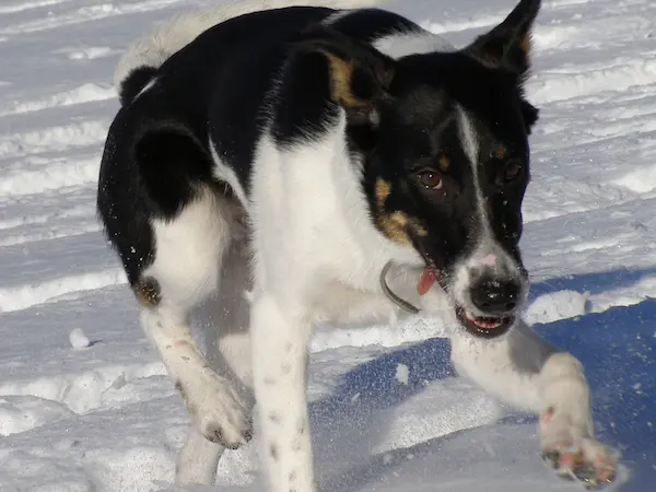 A polaroid photo of Maya running joyfully through deep snow toward the camera.