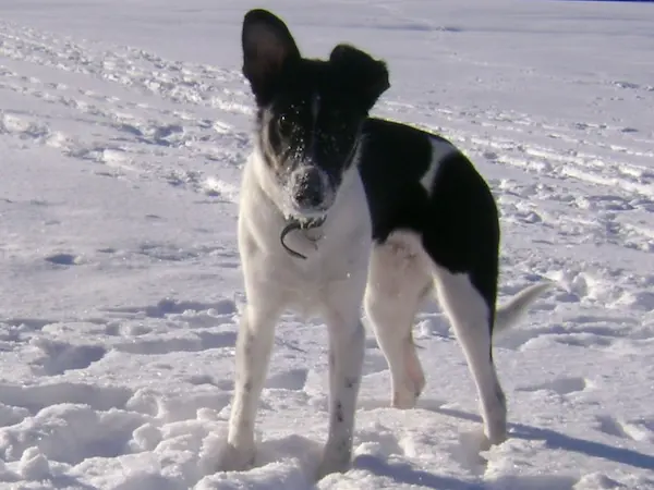 A polaroid photo of young Maya standing alert in a snowy field.