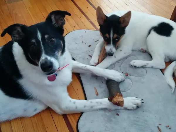Maya and Scout relaxing together on a rug with a chew toy.