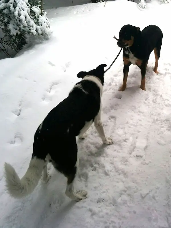 Maya and Toukey playing together in the deep snow.