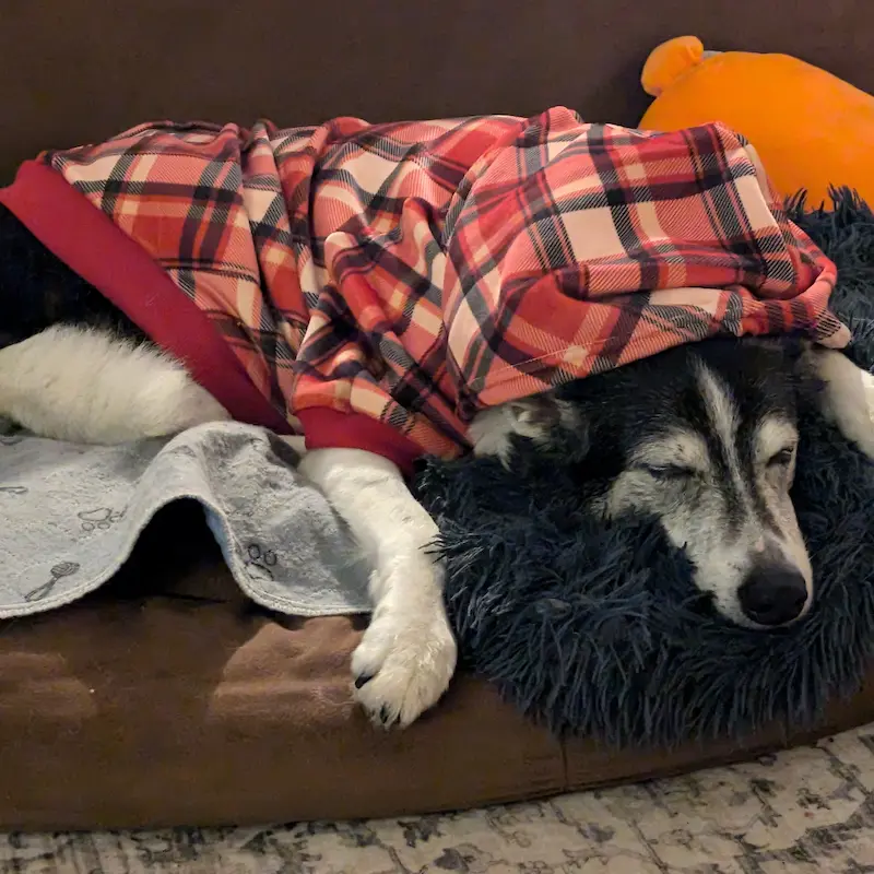 Close-up of a senior dog's face on a Mammoth medical-grade foam bed.