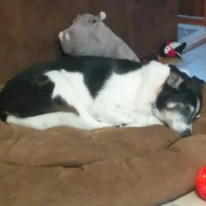 Senior dog resting on a brown Mammoth orthopaedic bolster bed.