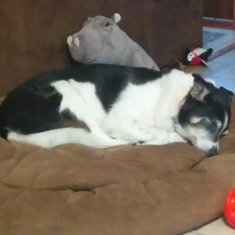 Senior dog resting on a brown Mammoth orthopaedic bolster bed.