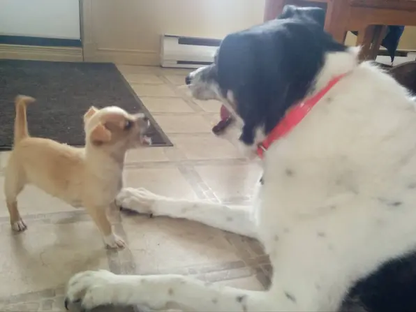 A small puppy named Puce interacting playfully with Maya indoors.