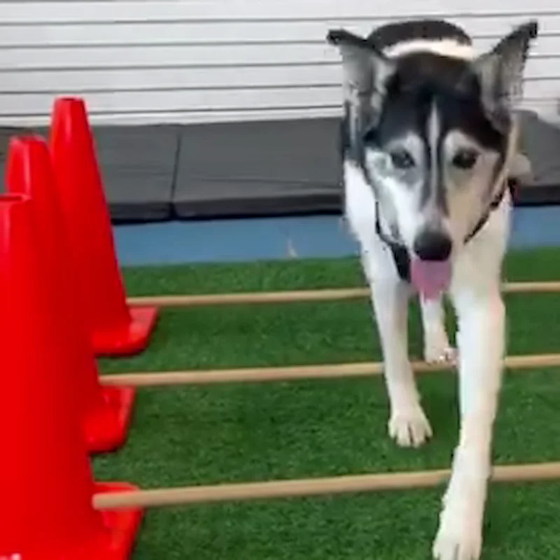 Senior dog walking over low cavaletti poles on artificial turf.