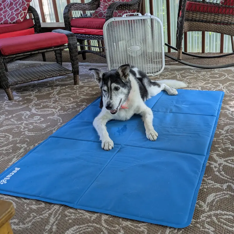Senior dog resting on a blue cooling mat inside.