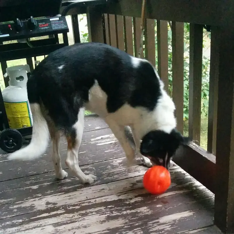 A senior dog playing with the orange treat ball on an outdoor deck.