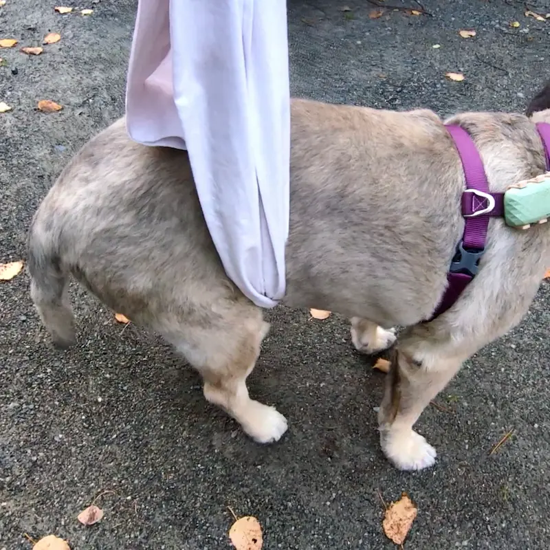 A white fabric pillowcase being used as a rear-end support sling for a walking dog.