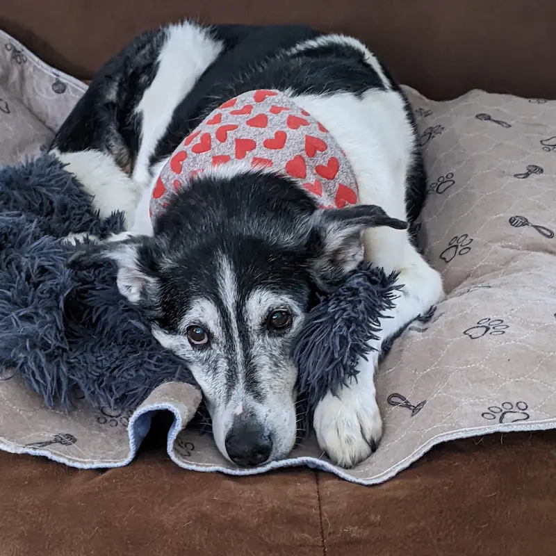 Senior dog wearing a heart-pattern bandana resting on a tan washable pee pad.