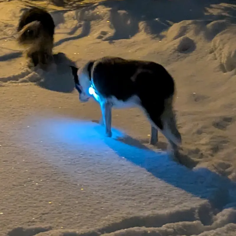 Senior dog walking in the snow at night visible with a white LED collar light.
