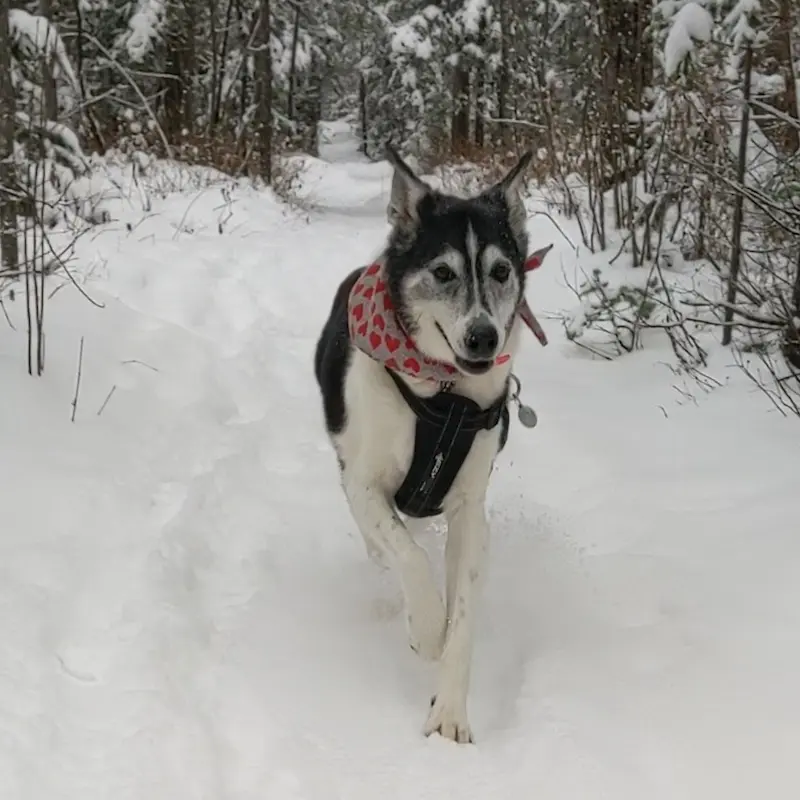 Senior dog wearing a black padded harness while hiking in the snow.