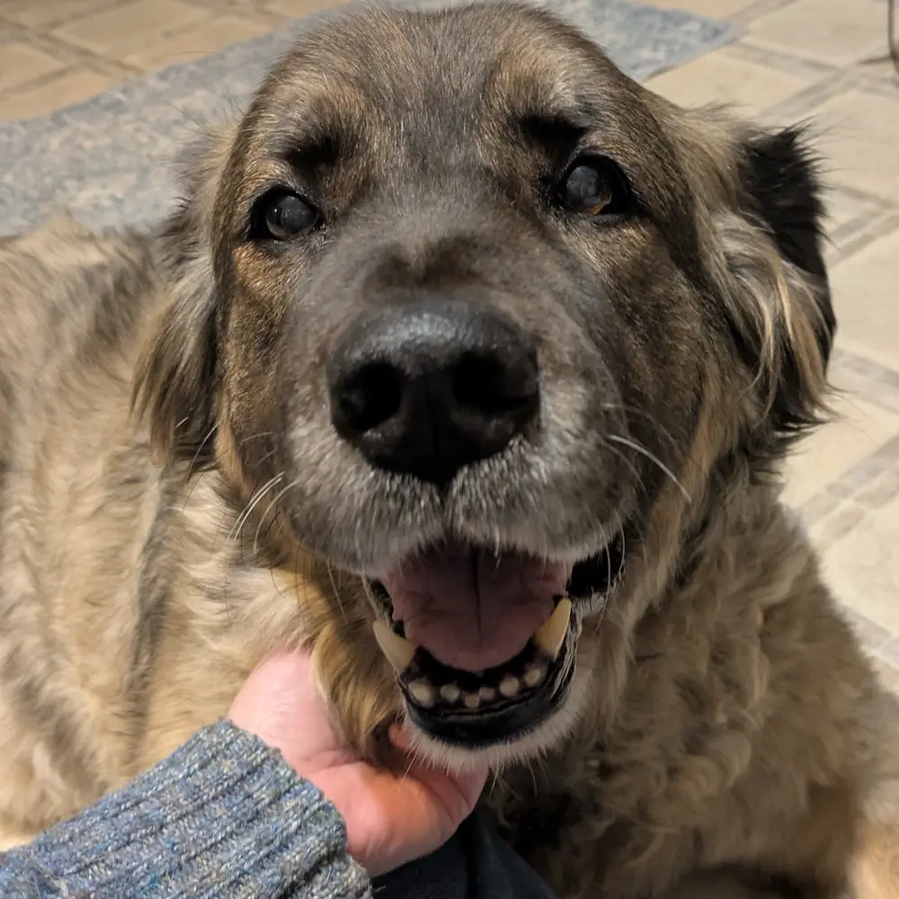 Un gros plan de Baya recevant des caresses affectueuses, montrant la chaleur et le confort de sa vie en tant que membre chéri du foyer.