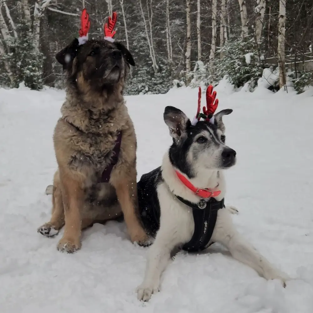 Les meilleures amies Baya et Maya assises côte à côte dans la neige, portant des bois de renne festifs, soulignant leur lien d'une décennie.