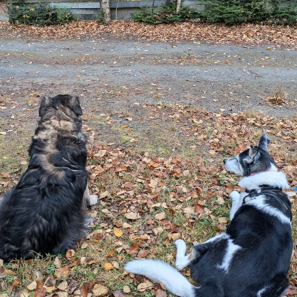 Baya et Maya, deux chiennes âgées et meilleures amies, se reposent sur la pelouse en automne.
