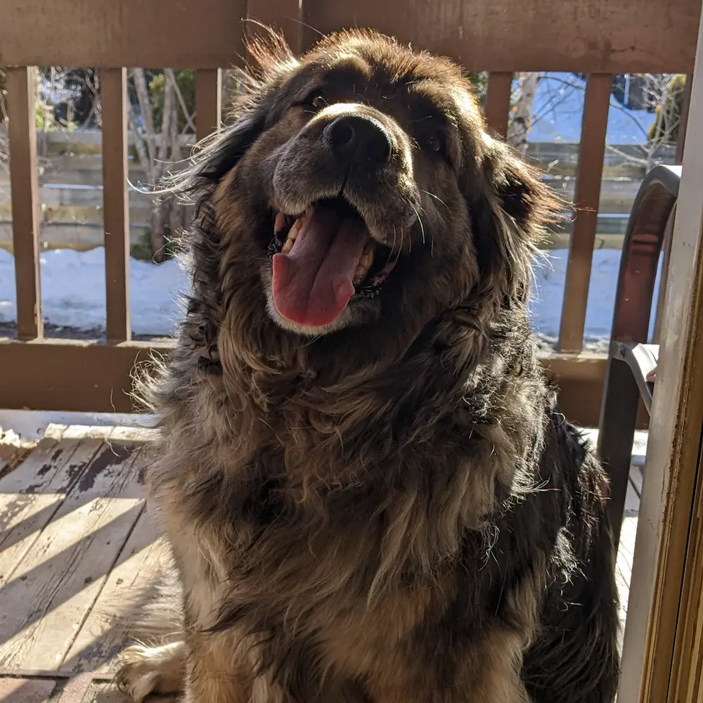 A joyful portrait of senior dog Baya smiling on the deck.