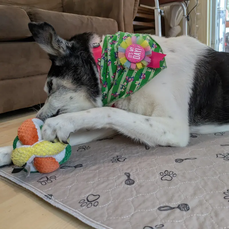 Un chien âgé allongé sur un tapis tout en interagissant avec une balle puzzle en peluche.
