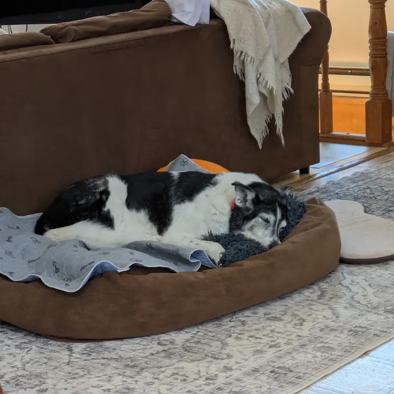 Senior dog sleeping soundly in a brown Mammoth luxury dog bed.