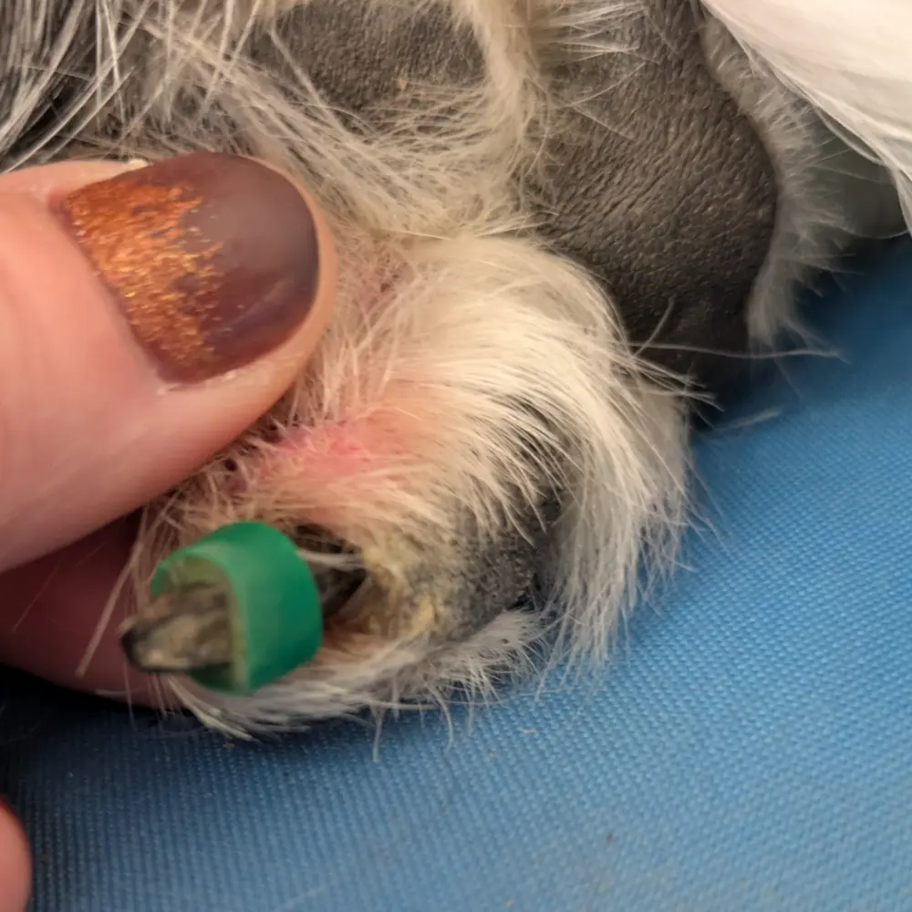 Gros plan de la patte de Maya montrant un ToeGrip vert du Dr Buzby utilisé comme coussinet protecteur sur l'ongle pour réduire l'impact et améliorer le confort lors de la marche.