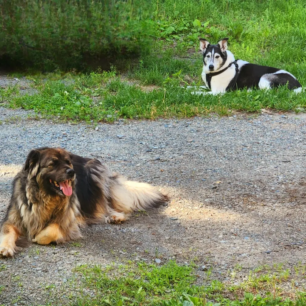 Maya et Baya assises calmement sur un chemin de gravier dans une cour ensoleillée.