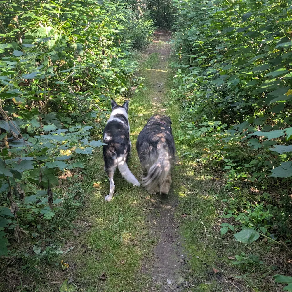 Maya and Baya, two senior dogs, walking away down a lush green forest trail.