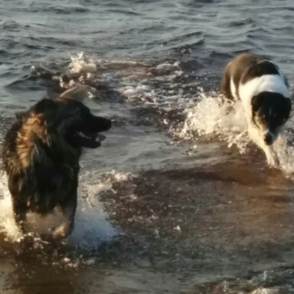 Maya et Baya s'amusant et s'éclaboussant dans l'eau peu profonde d'un lac.