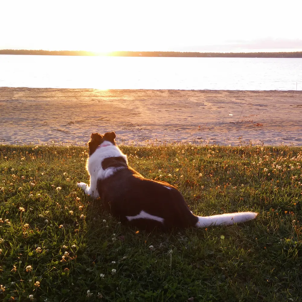 Maya profitant d'une soirée paisible sur une colline verdoyante, contemplant le coucher de soleil sur l'eau — un moment magnifique dans son parcours qui se poursuit après bientôt 17 ans.