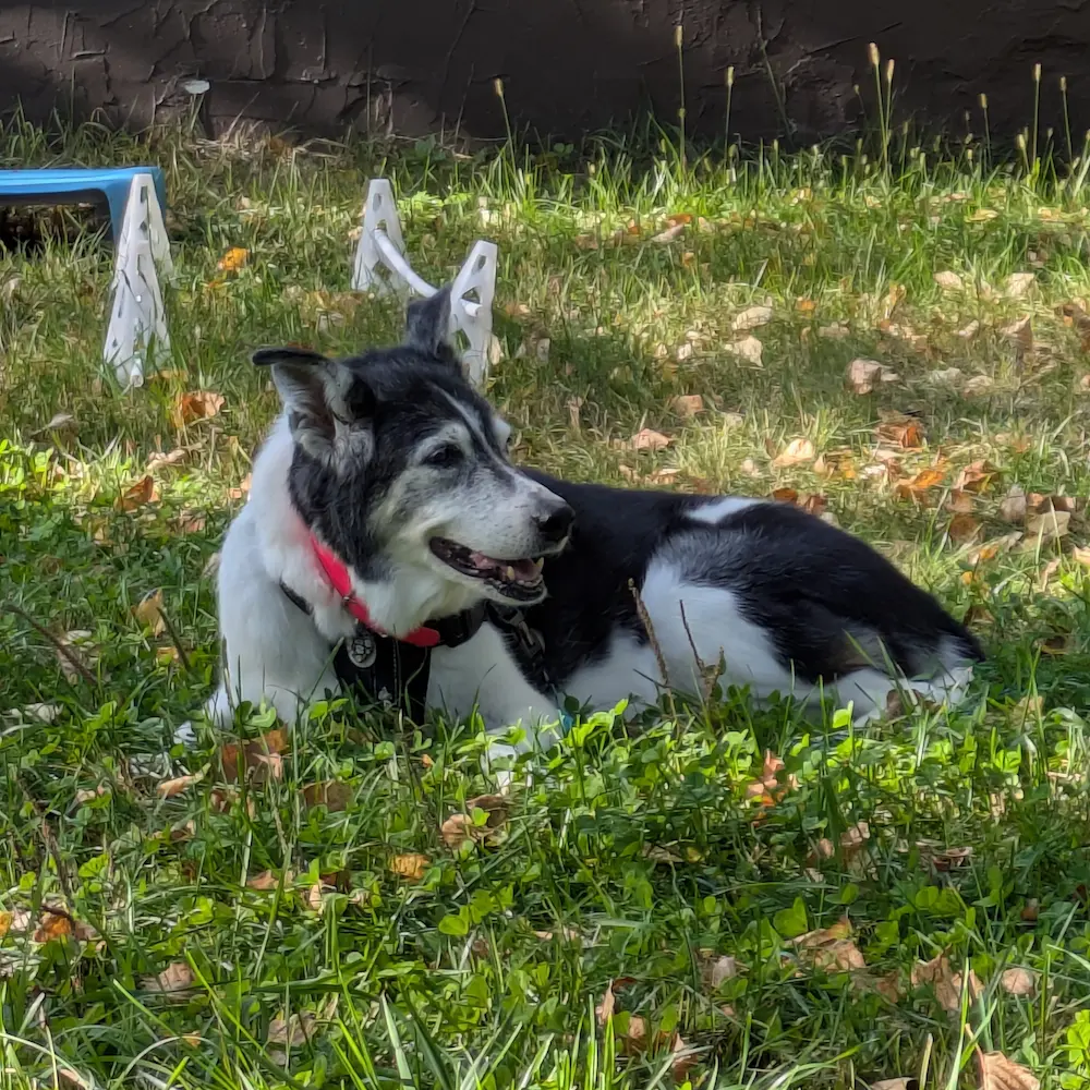 Maya se reposant joyeusement dans son espace "gym à la maison" à l'extérieur, entourée de l'équipement utilisé pour sa physiothérapie et ses exercices de mobilité.