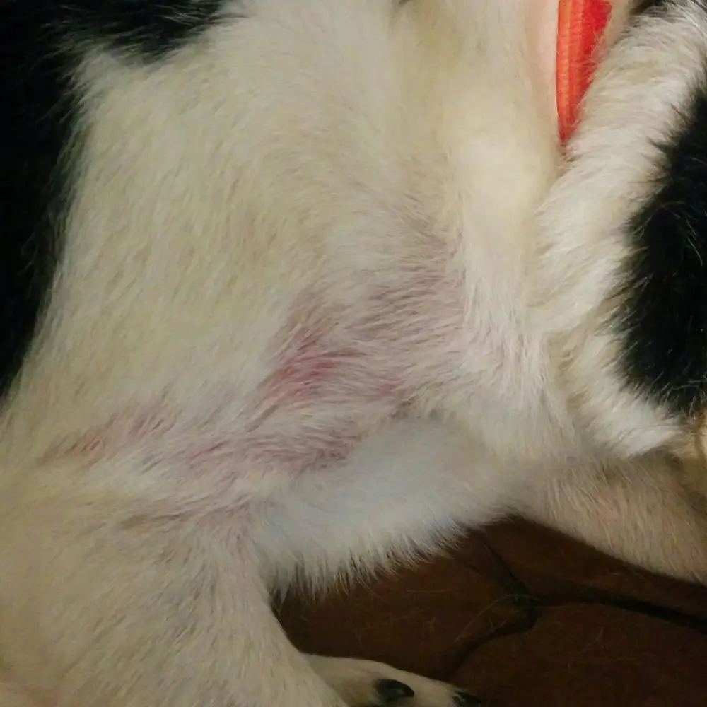 Close-up of a dog's skin showing redness and irritation from contact dermatitis, illustrating the need for soothing treatments like coconut oil.