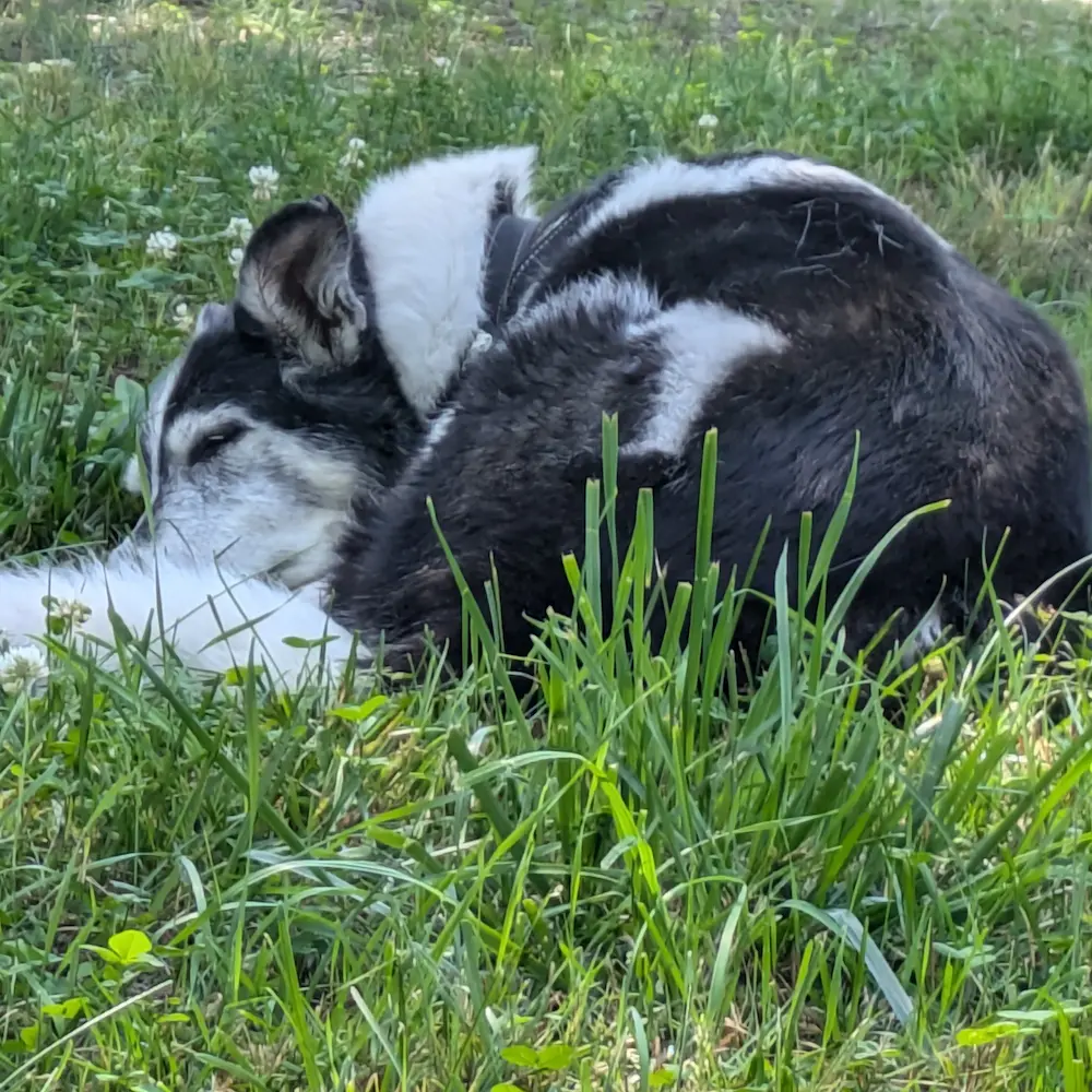 A senior dog named Maya curled up and resting peacefully in a patch of green grass, a common source of seasonal pollen allergies.
