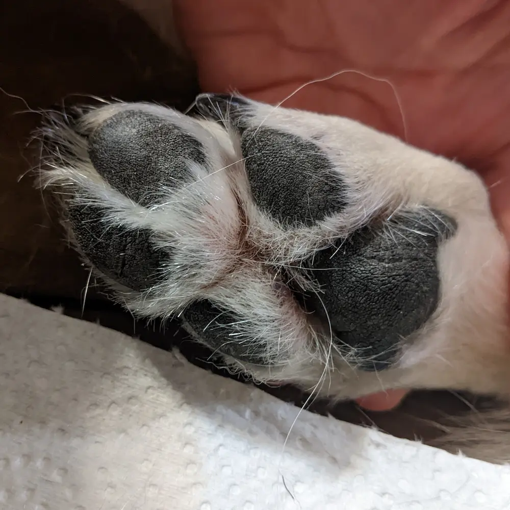 Close-up of the same paw after grooming, with the fur trimmed short to expose the pads for better grip and stability.