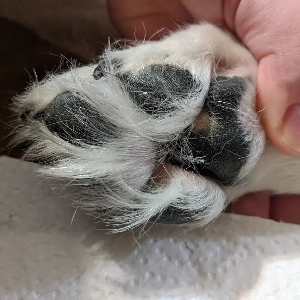 Close-up of a senior dog's paw with long fur growing between the pads, which can reduce traction on slippery floors.