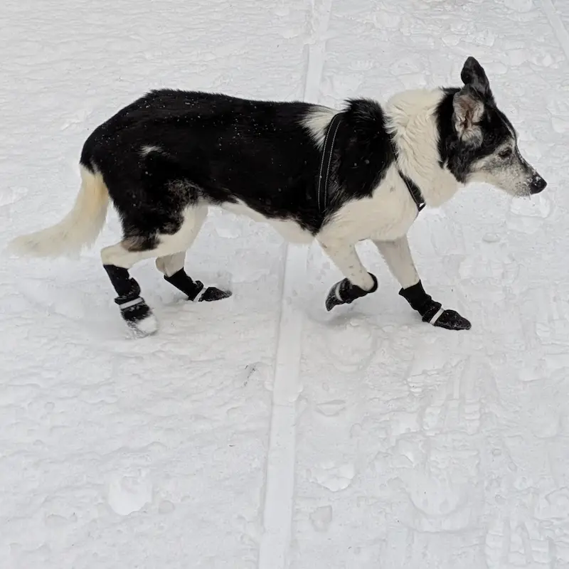 Senior dog walking confidently through deep snow wearing black Muttluks boots.