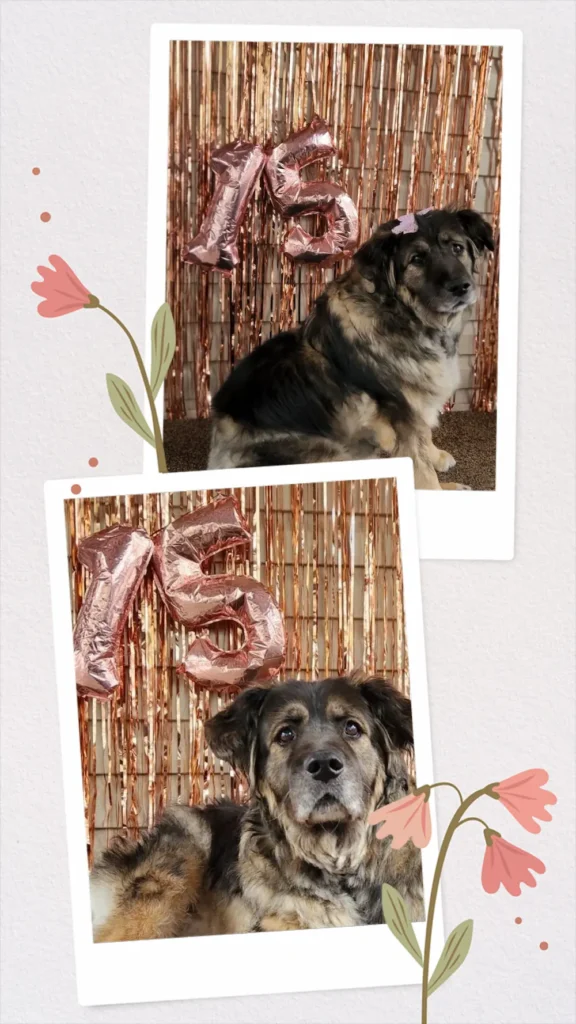 Collage de photos pour le 15e anniversaire de Baya, avec ballons et guirlandes en arrière-plan.