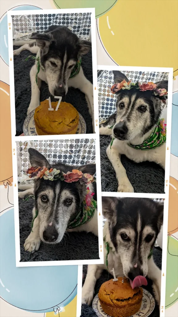 Maya's 17th birthday photo shoot collage complete with dog-friendly birthday cake and flower crown.